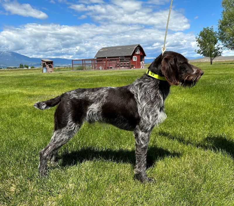 GERMAN WIREHAIRED POINTERS Stud Service